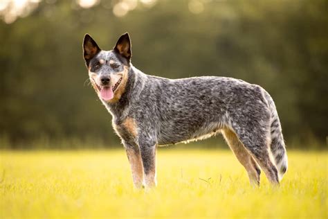 adult blue heeler.